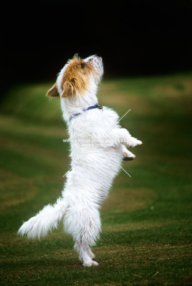 undocked jack russell terrier standing on hind legs