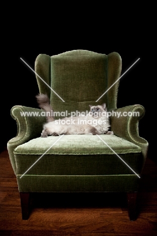 Ragdoll cat lying down in chair
