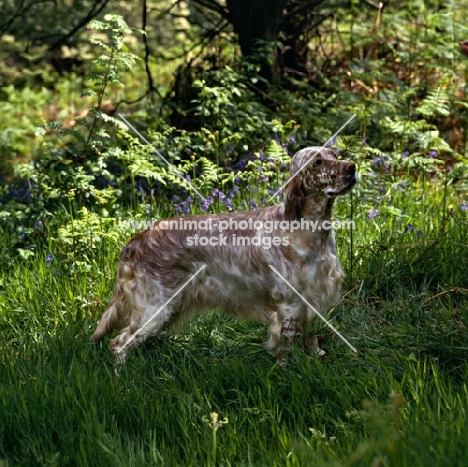 sh ch hello dolly at upperwood, english setter in woods