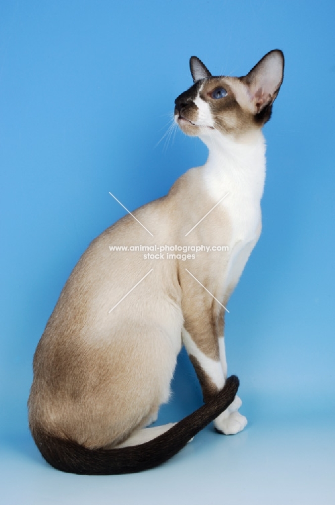 seal and white oriental shorthair cat, sitting down on blue background