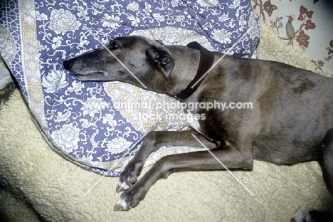lurcher/greyhound lying in comfort on fleece and bean bag