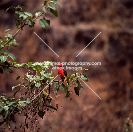 male vermillion fly catcher in tree on james island, galapagos  islands