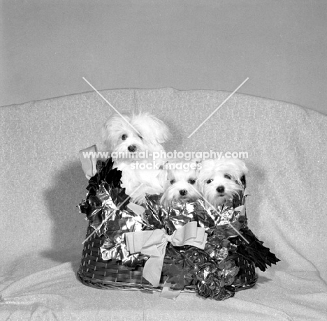 three maltese puppies in a hamper