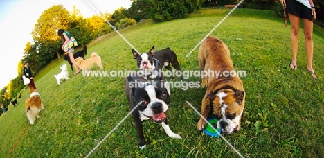 Dogs playing together on grass