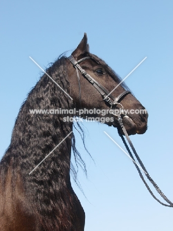 Friesian in summer