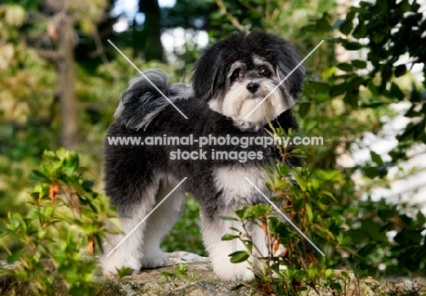 maltipoo standing amongst greenery