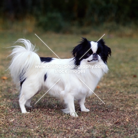 japanese chin standing 