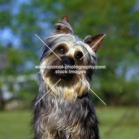 silky terrier, p-nuts in the chips, portrait
