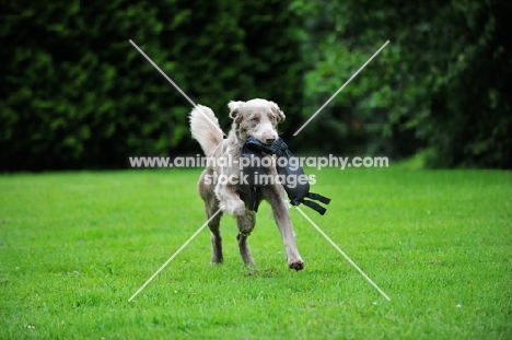 Weimaraner retrieving