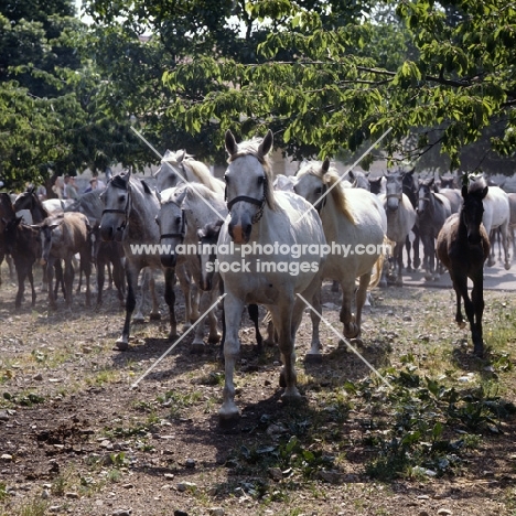 Lipizzaner mares and foals leaving for pasture at lipica