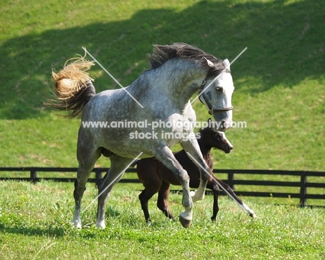 white adult horse running with young brown horse in field