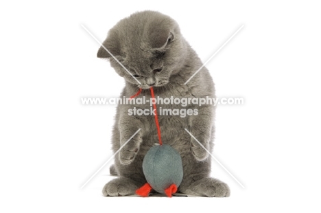 british shorthaired kitten with toy mouse isolated on a white background