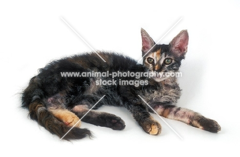 young tortoiseshell LaPerm cat