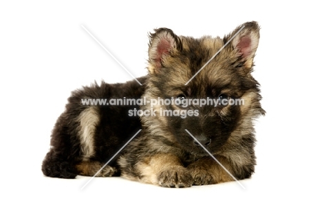 German Shepherd (aka Alsatian) puppy