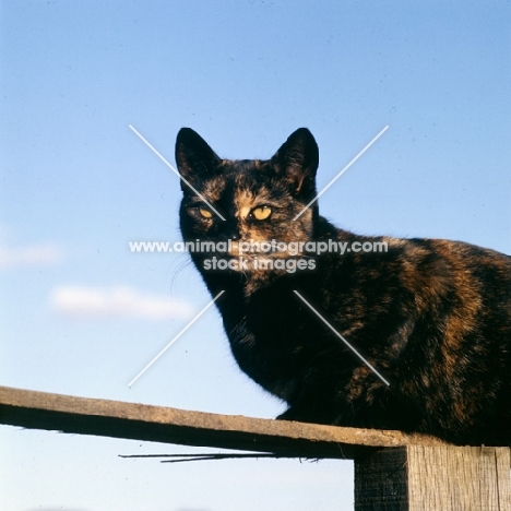 tortoiseshell non pedigree cat has a good lookout on fence