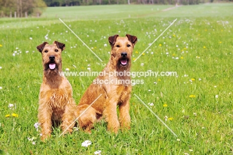 Irish Terrier pair