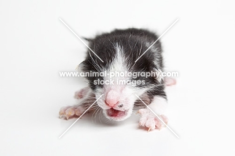 black and white Peterbald kitten 1 day old
