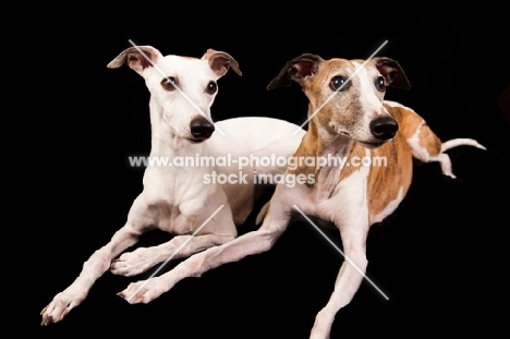 two whippets lying down on black background