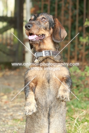 Wirehaired Dachshund (Standard) on hind legs