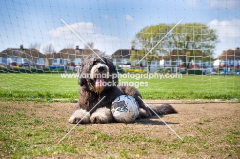 Dog with football lying in front of goal