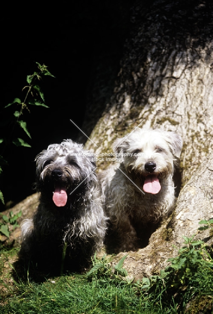 two glen of imaal terriers beside tree looking at camera