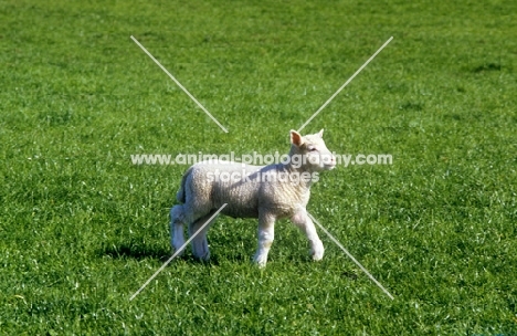 poll dorset cross lamb walking in field