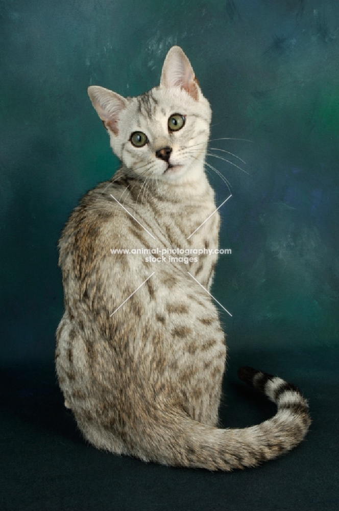 silver spotted bengal looking back