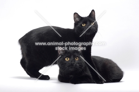 two black Manx cats in studio