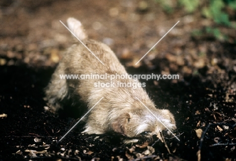 norfolk terrier, folly digging in leaf mold