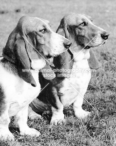 two basset hounds