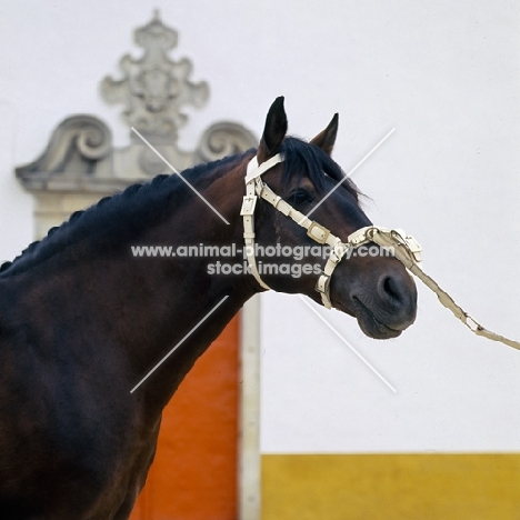 alter real horse, guapo, head study 