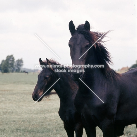 Friesian mare with foal