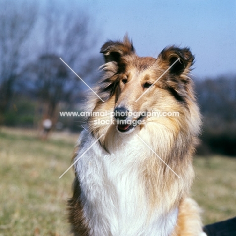 rough collie, portrait