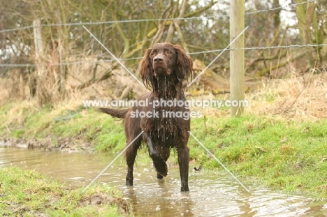 wet German Longhaired Pointer