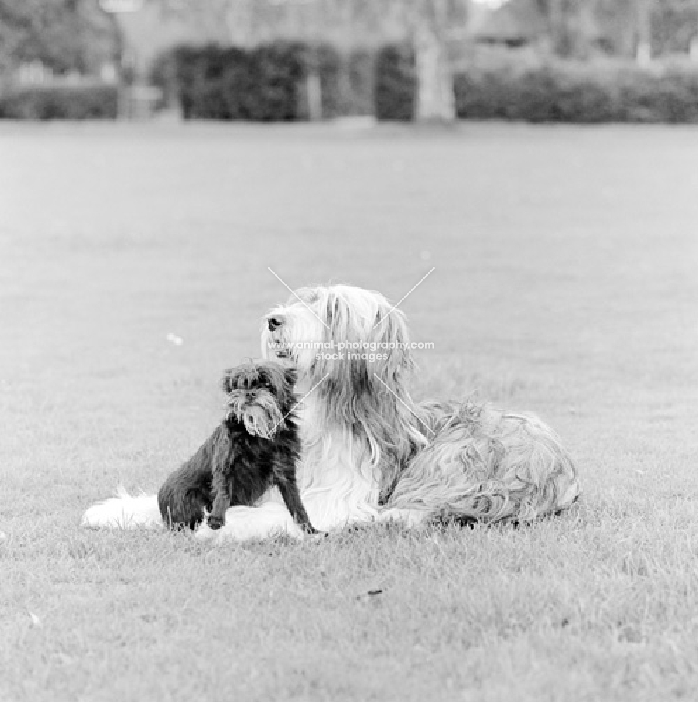 affenpinscher with bearded collie