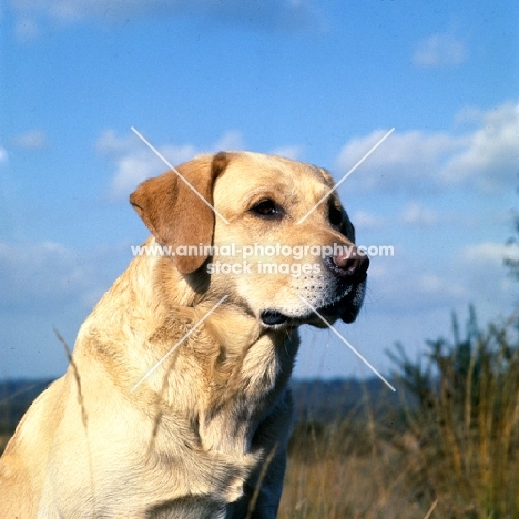 famous champion labrador with typical head and alert expression