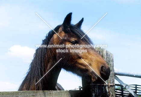 dales pony looking over fence