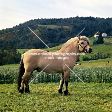 Maihelten 1692, Fjord Pony stallion, in Norway