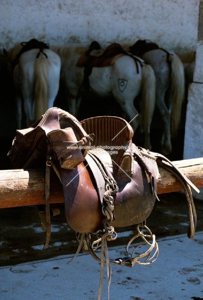 traditional camargue saddle with ponies in background