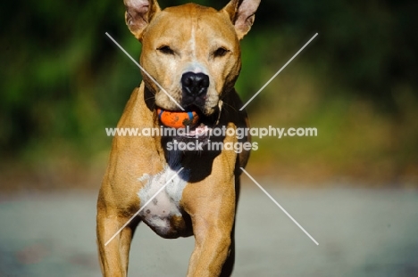 American Pit Bull Terrier with ball