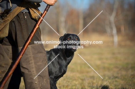 black labrador looking out from behind owner