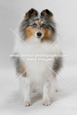 Australian Grand Champion Shetland Sheepdog