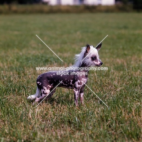 chinese crested standing on grass