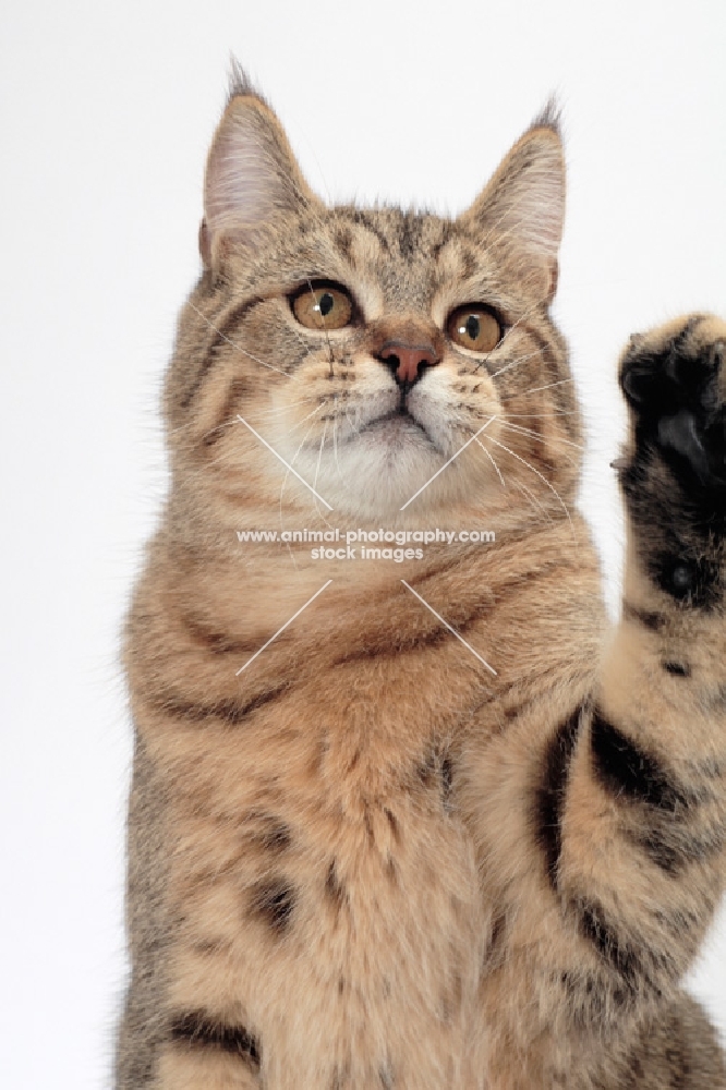 brown spotted tabby Pixie Bob cat, one leg up