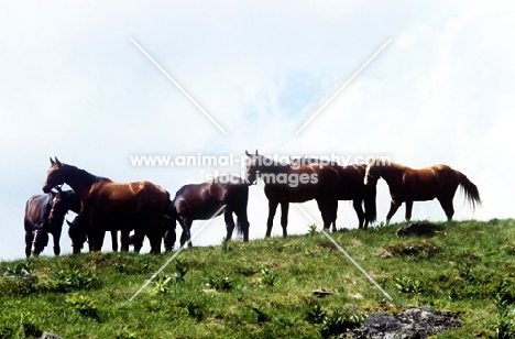 austrian half bred horses at piber 