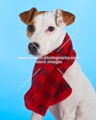 Jack Russell wearing scarf