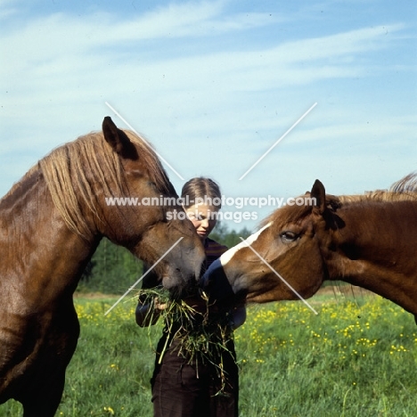 Finnish Horses taking grass from girl at Ypäjä