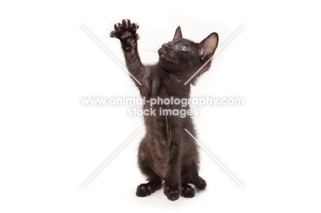 black Peterbald kitten, reaching