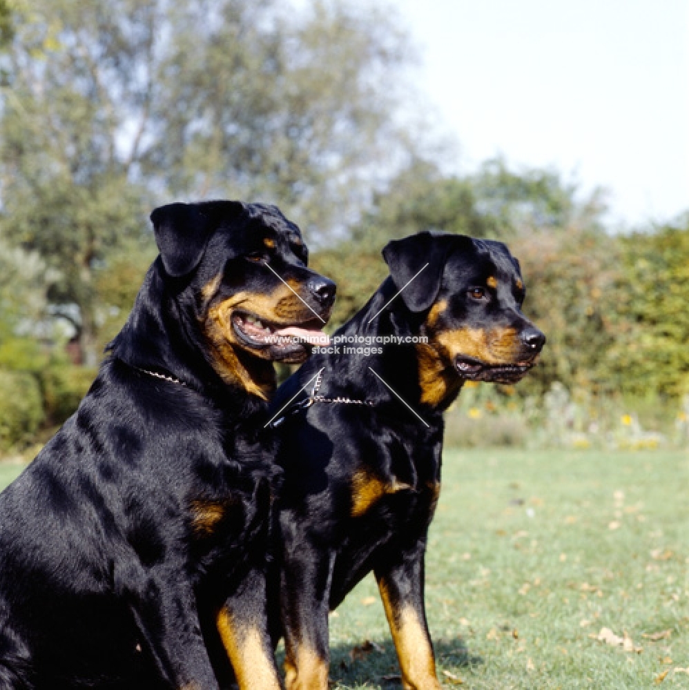 two alert rottweilers