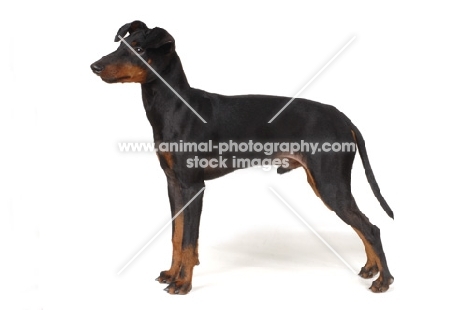 side view of Manchester Terrier on white background